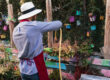 Chicano community garden in California preserving agricultural traditions